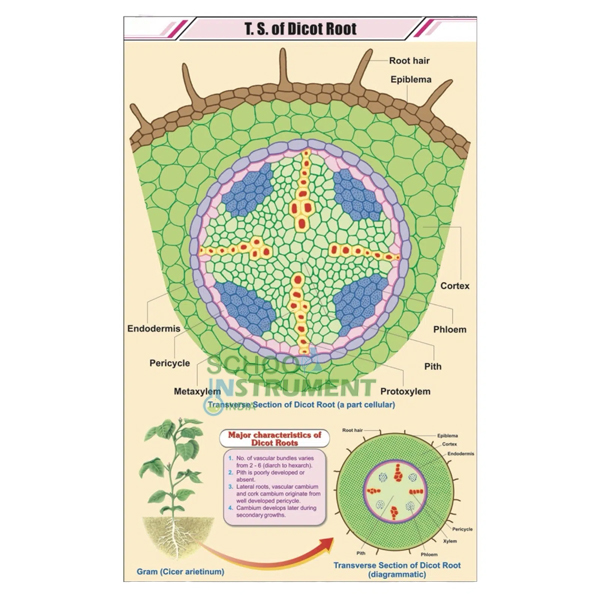 Root Charts, Botany